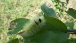 Szczotecznica szarawka (Calliteara pudibunda)