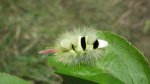Szczotecznica szarawka (Calliteara pudibunda)