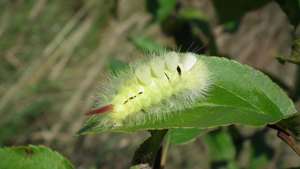 Szczotecznica szarawka (Calliteara pudibunda)