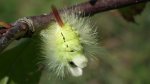 Szczotecznica szarawka (Calliteara pudibunda)