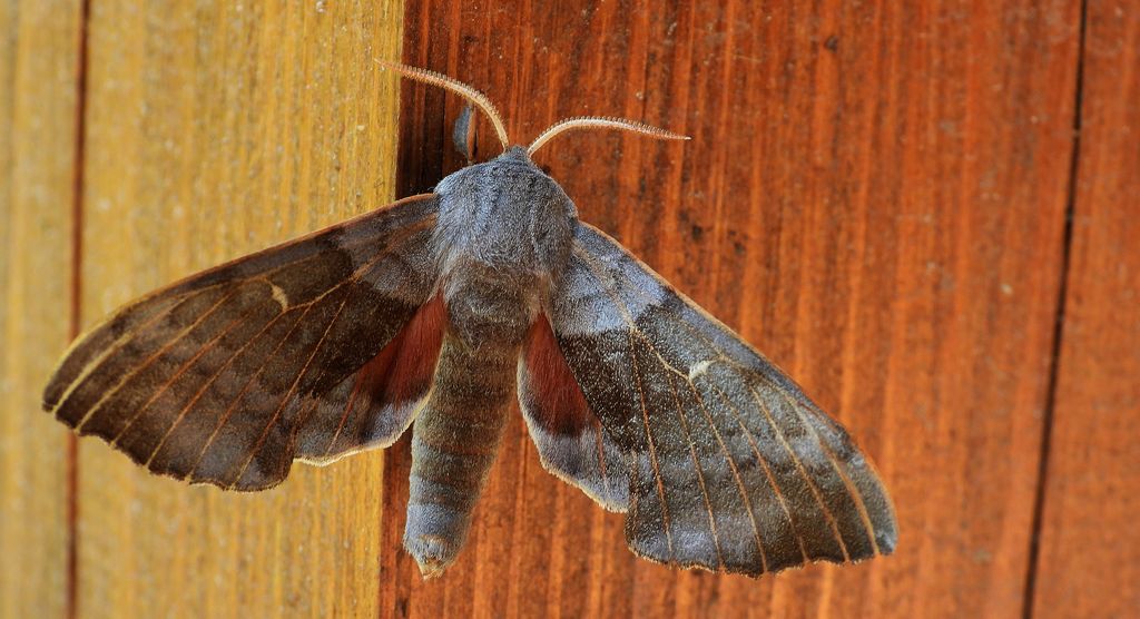 Nastrosz topolowiec (Laothoe populi syn. Smerinthus populi)