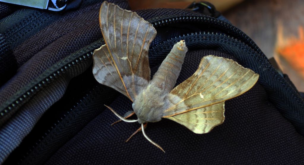 Nastrosz topolowiec (Laothoe populi syn. Smerinthus populi)