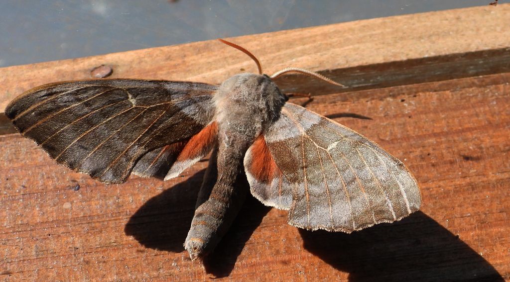 Nastrosz topolowiec (Laothoe populi syn. Smerinthus populi)