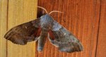 Nastrosz topolowiec (Laothoe populi syn. Smerinthus populi)