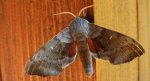 Nastrosz topolowiec (Laothoe populi syn. Smerinthus populi)