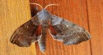 Nastrosz topolowiec (Laothoe populi syn. Smerinthus populi)