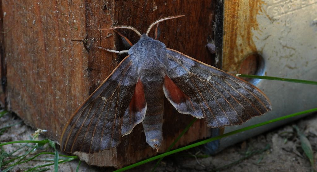 Nastrosz topolowiec (Laothoe populi syn. Smerinthus populi)