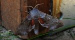 Nastrosz topolowiec (Laothoe populi syn. Smerinthus populi)
