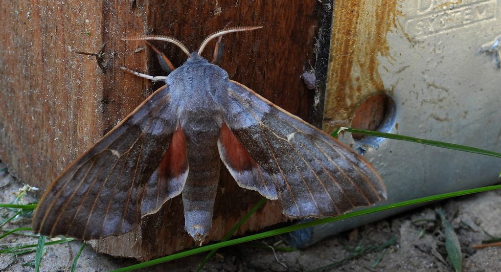 Nastrosz topolowiec (Laothoe populi syn. Smerinthus populi)