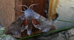 Nastrosz topolowiec (Laothoe populi syn. Smerinthus populi)