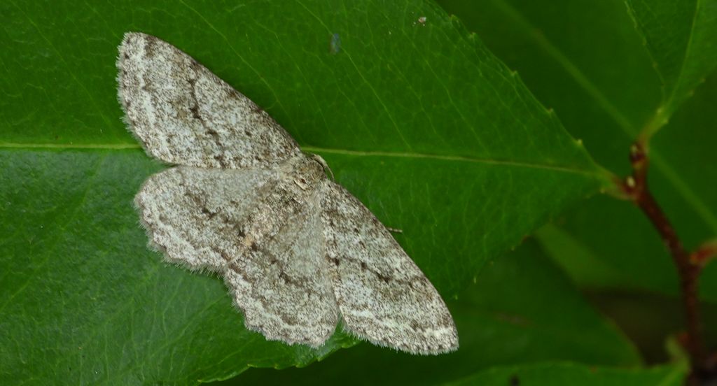 Przylepek pomrocznik (Ectropis crepuscularia)
