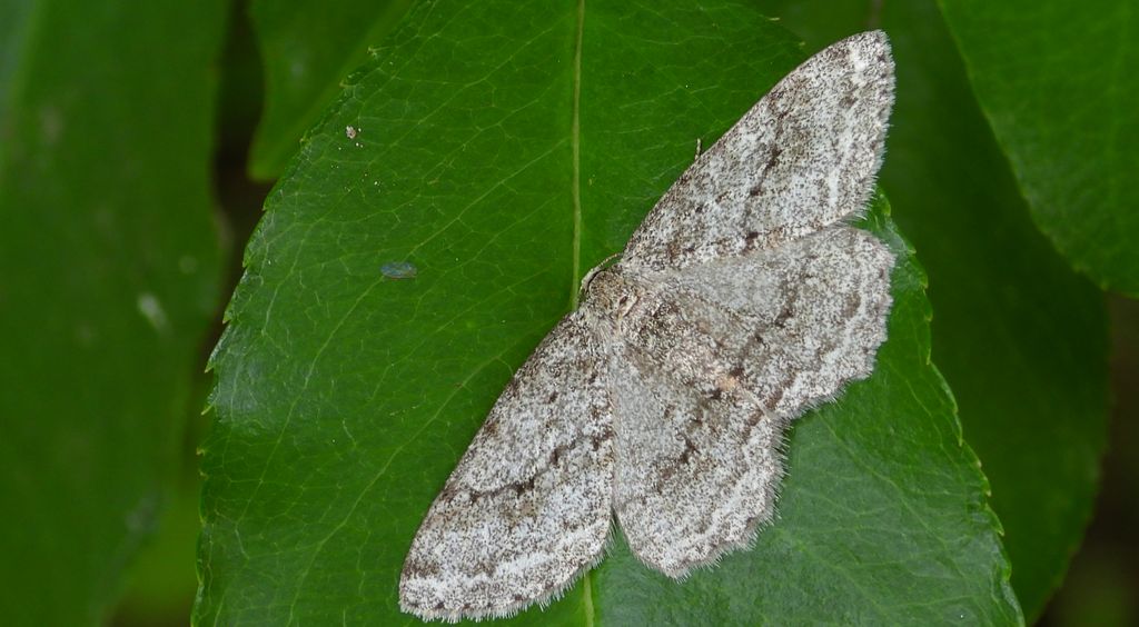 Przylepek pomrocznik (Ectropis crepuscularia)
