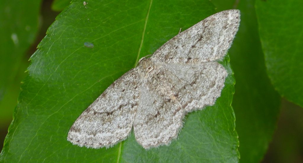 Przylepek pomrocznik (Ectropis crepuscularia)