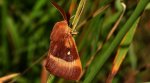 Barczatka dębówka (Lasiocampa quercus)