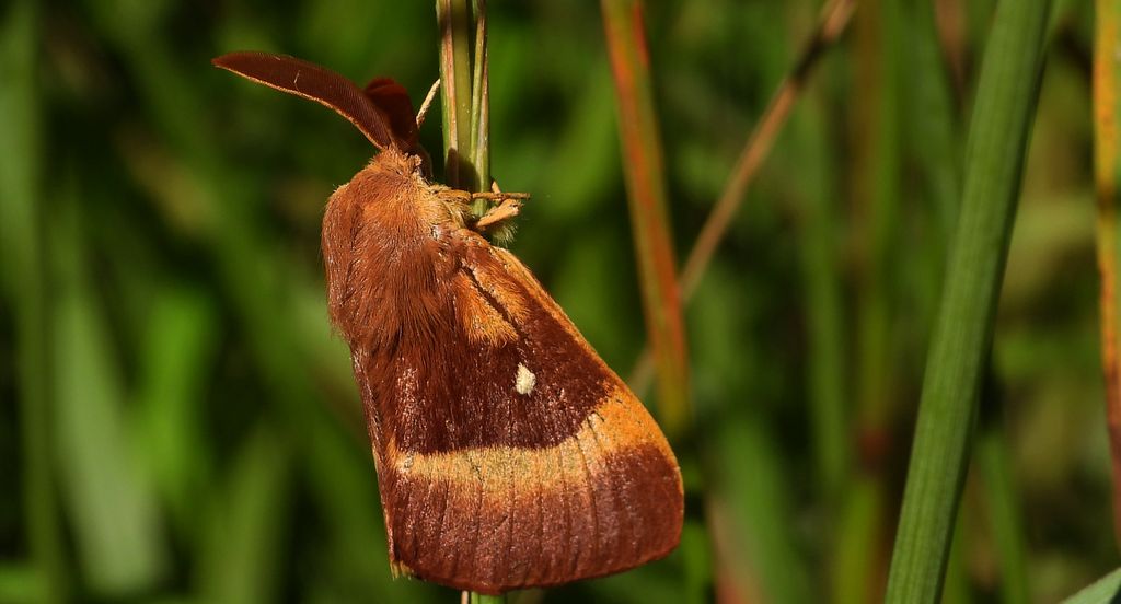 Barczatka dębówka (Lasiocampa quercus)