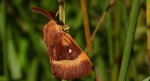 Barczatka dębówka (Lasiocampa quercus)