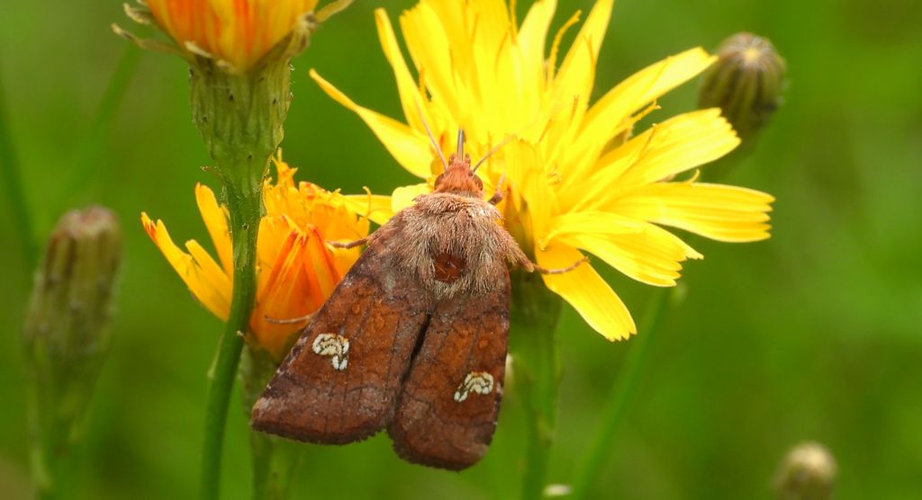 Paciepnica korzeniówka (Amphipoea oculea)