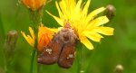 Paciepnica korzeniówka (Amphipoea oculea)