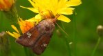 Paciepnica korzeniówka (Amphipoea oculea)
