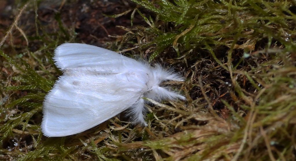 Kuprówka złotnica (Euproctis similis)