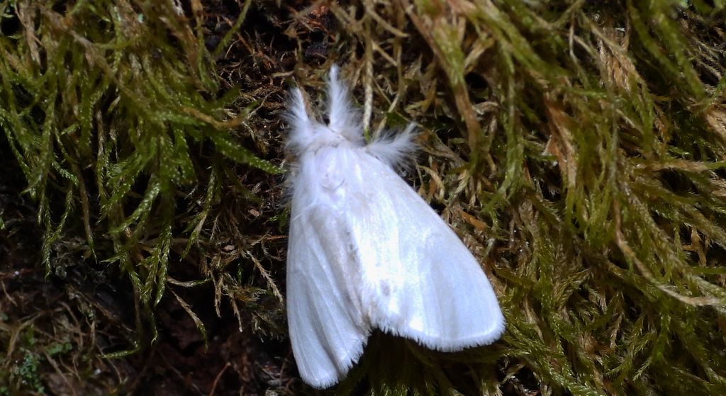 Kuprówka złotnica (Euproctis similis)