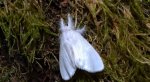 Kuprówka złotnica (Euproctis similis)