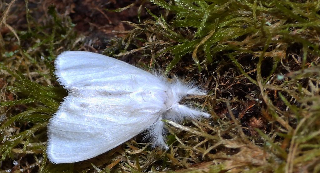 Kuprówka złotnica (Euproctis similis)