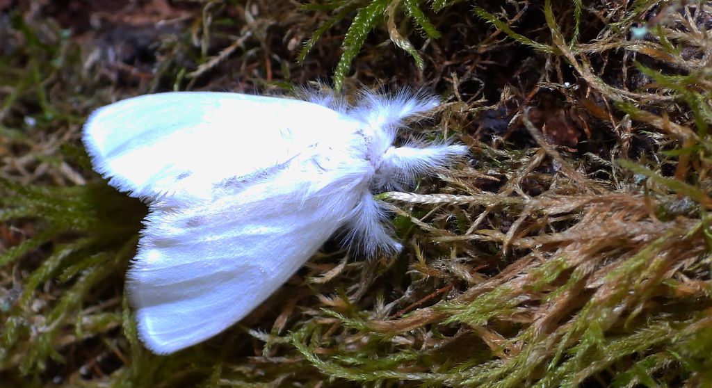 Kuprówka złotnica (Euproctis similis)