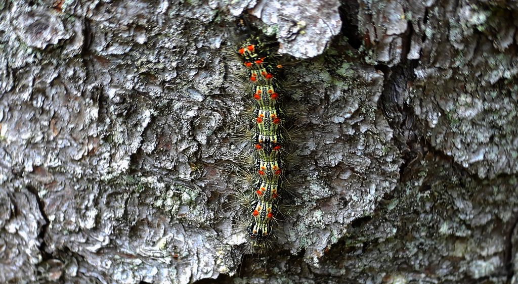 Brudnica nieparka (Lymantria dispar)