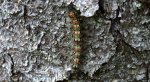 Brudnica nieparka (Lymantria dispar)