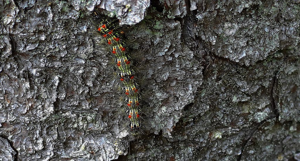 Brudnica nieparka (Lymantria dispar)