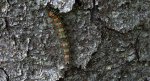 Brudnica nieparka (Lymantria dispar)