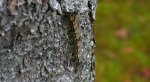 Brudnica nieparka (Lymantria dispar)
