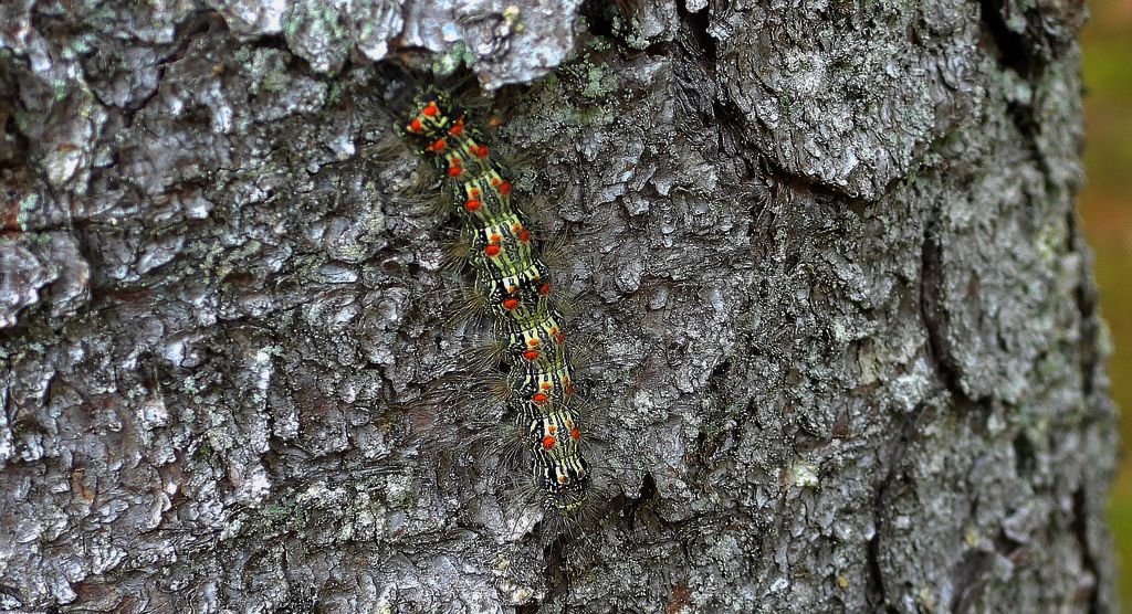 Brudnica nieparka (Lymantria dispar)