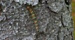 Brudnica nieparka (Lymantria dispar)