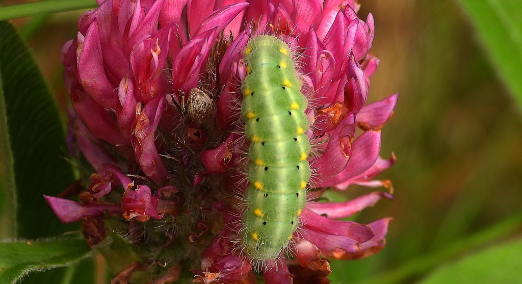 Kraśnik wykowiec (Zygaena viciae)