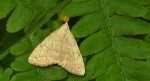 Pechipogo strigilata