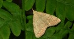 Pechipogo strigilata