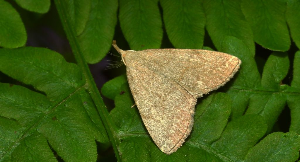 Pechipogo strigilata