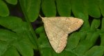 Pechipogo strigilata
