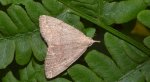 Pechipogo strigilata