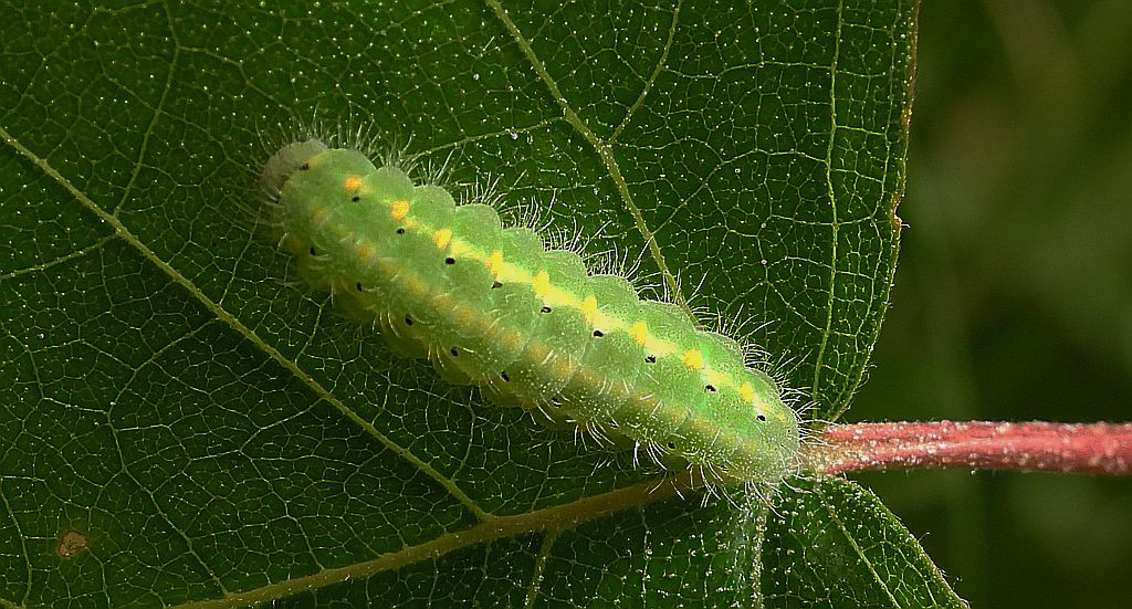 Kraśnik wykowiec (Zygaena viciae)