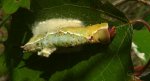 Widłogonka siwica (Cerura vinula)