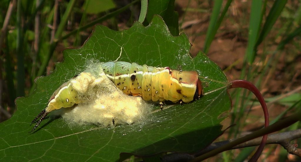 Widłogonka siwica (Cerura vinula)