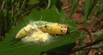 Widłogonka siwica (Cerura vinula)