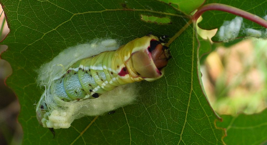 Widłogonka siwica (Cerura vinula)