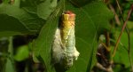 Widłogonka siwica (Cerura vinula)