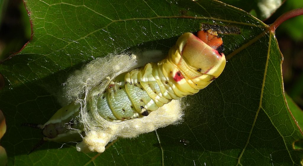 Widłogonka siwica (Cerura vinula)