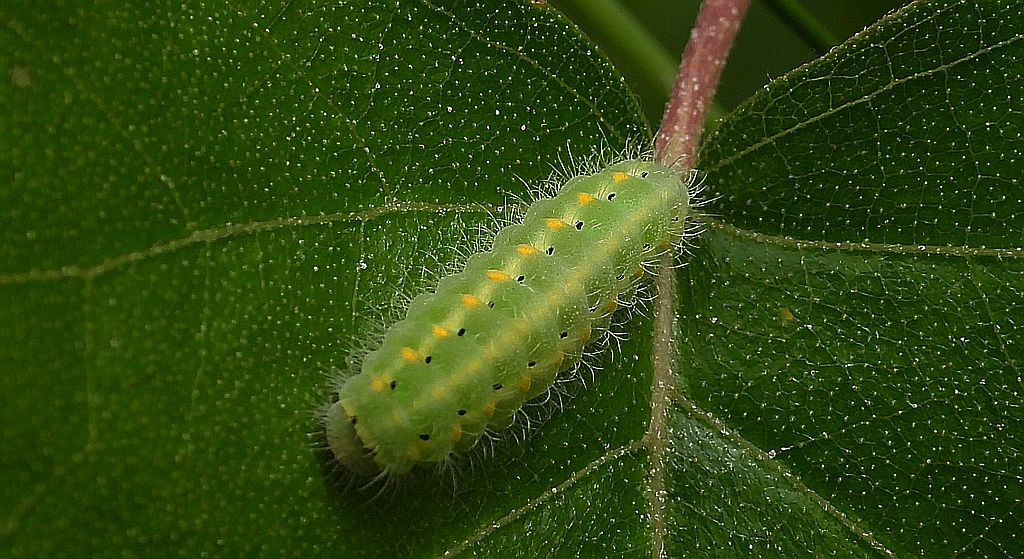 Kraśnik wykowiec (Zygaena viciae)