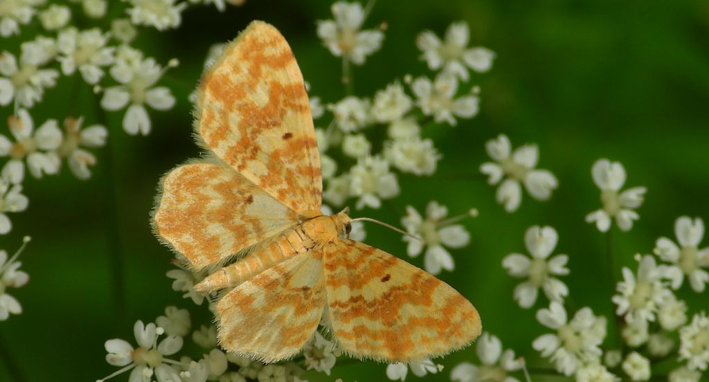 Hydrelia żółtokreska (Hydrelia flammeolaria)